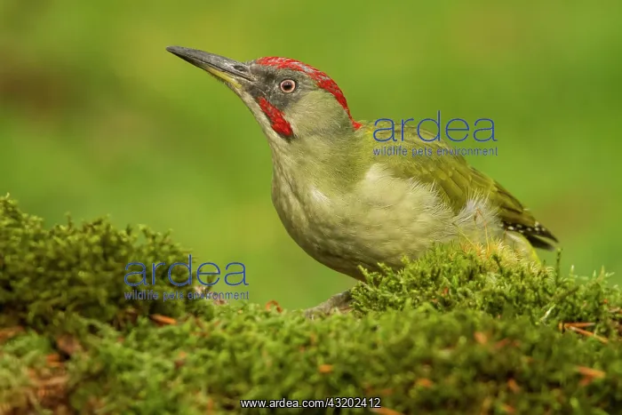  : 80184401 European Green Woodpecker - adult male