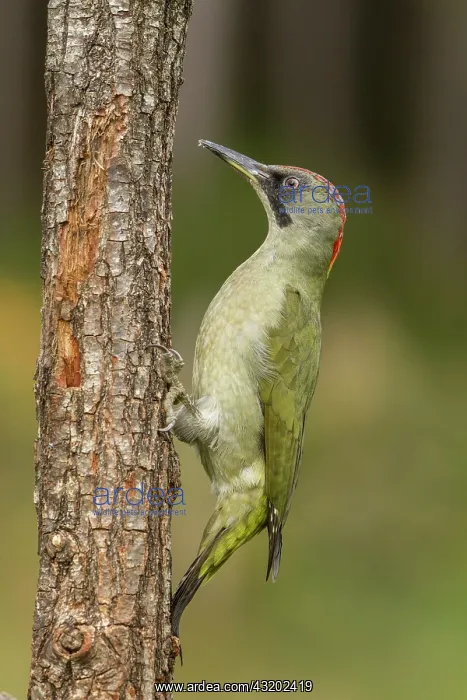  : 80184402 European Green Woodpecker - adult female