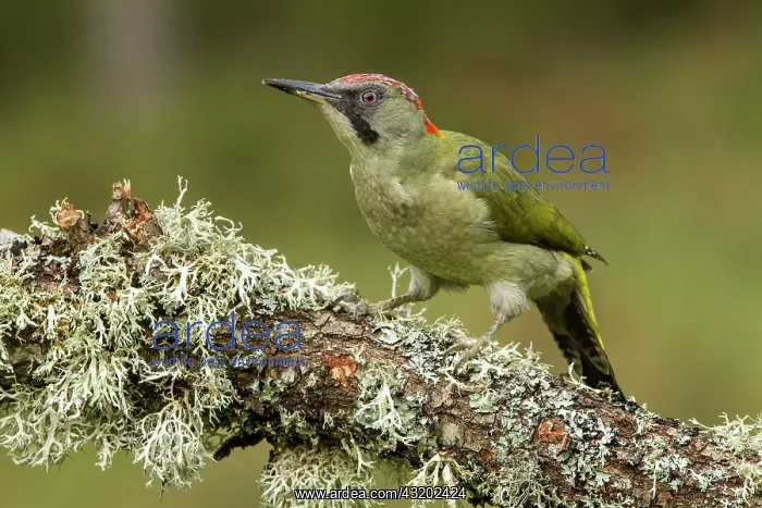 : 80184403 European Green Woodpecker - adult female : 80184403 European Green Woodpecker - adult female