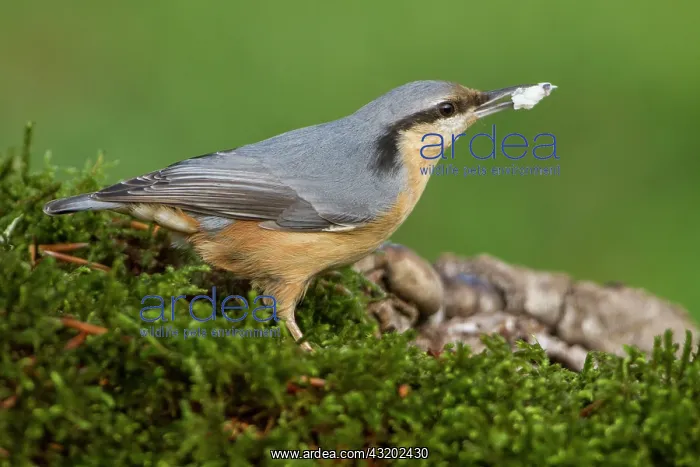 : 80184404 European Nuthatch Cremenes, Castilla Leon : 80184404 European Nuthatch Cremenes, Castilla Leon