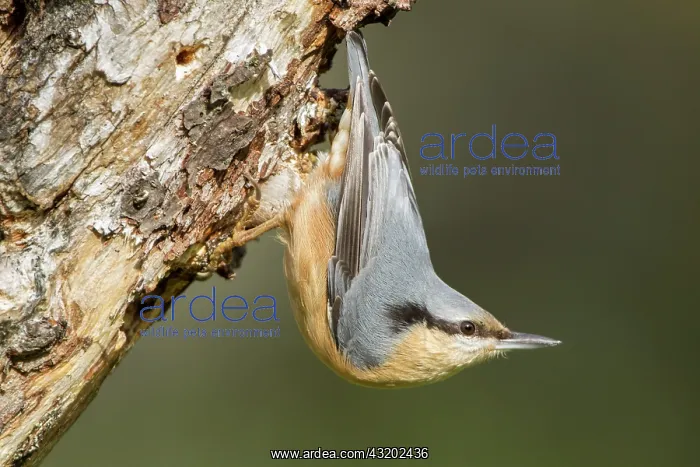 : 80184405 European Nuthatch Cremenes, Castilla Leon : 80184405 European Nuthatch Cremenes, Castilla Leon