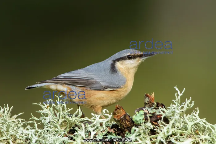 : 80184406 European Nuthatch Cremenes, Castilla Leon : 80184406 European Nuthatch Cremenes, Castilla Leon