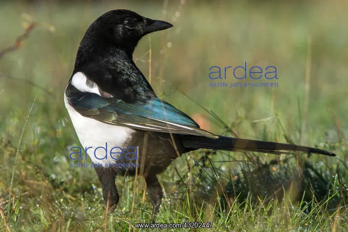 : 80184407 Eurasian Magpie - adult Cremenes, Castilla : 80184407 Eurasian Magpie - adult Cremenes, Castilla