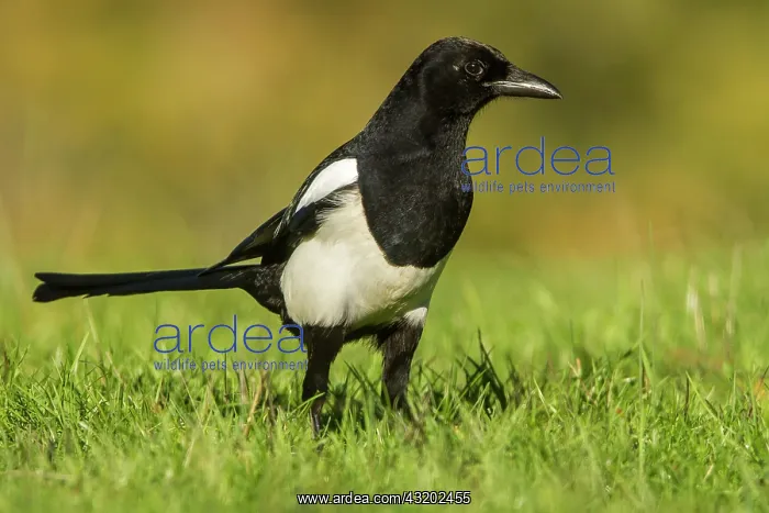  : 80184408 Eurasian Magpie - adult Cremenes, Castilla