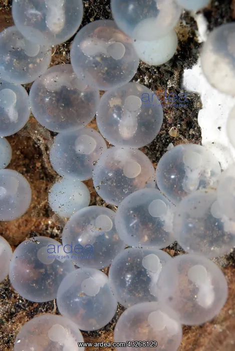 : 80184409 Pfeffer's Flamboyant Cuttlefish eggs - : 80184409 Pfeffer's Flamboyant Cuttlefish eggs -