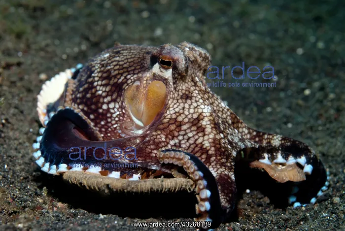  : 80184410 Veined Octopus - protecting itself with