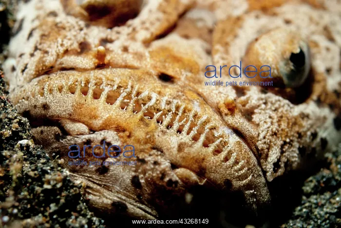 : 80184411 Marbled Stargazer - buried and camouflaged : 80184411 Marbled Stargazer - buried and camouflaged