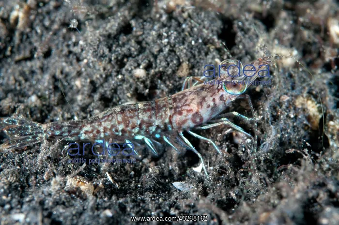 : 80184412 Prawn - on black sand during night dive : 80184412 Prawn - on black sand during night dive