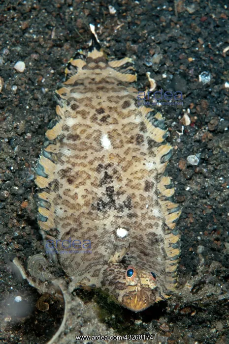 : 80184413 Banded Sole - during night dive TK1 dive : 80184413 Banded Sole - during night dive TK1 dive