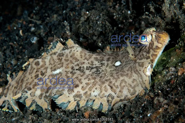 : 80184414 Banded Sole - during night dive TK1 dive : 80184414 Banded Sole - during night dive TK1 dive
