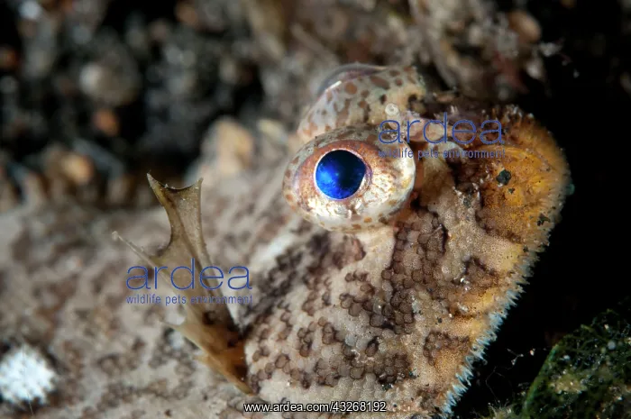 : 80184415 Banded Sole - during night dive TK1 dive : 80184415 Banded Sole - during night dive TK1 dive
