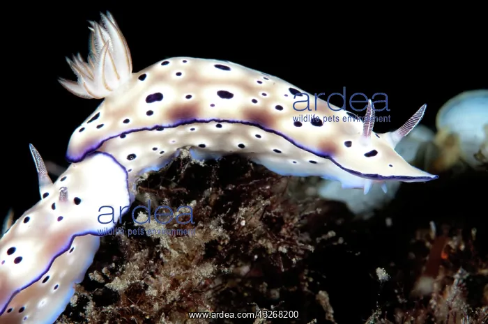 : 80184416 Tryon's Risbecia Nudibranchs - pair tailgating : 80184416 Tryon's Risbecia Nudibranchs - pair tailgating
