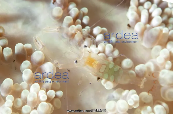  : 80184417 Peacock-tail Anemone Shrimp - in coral