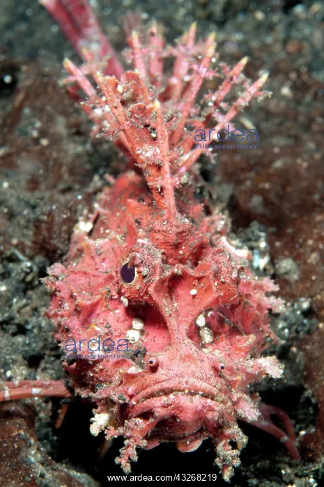 : 80184418 Spiny Devilfish - with spines during night : 80184418 Spiny Devilfish - with spines during night