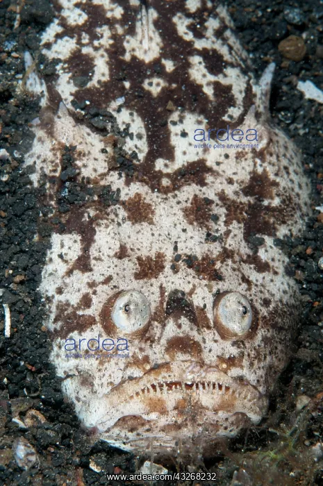 : 80184419 Marbled Stargazer - buried and camouflaged : 80184419 Marbled Stargazer - buried and camouflaged