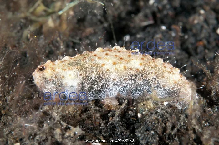 : 80184421 Night-wandering Sea Cucumber - during night : 80184421 Night-wandering Sea Cucumber - during night