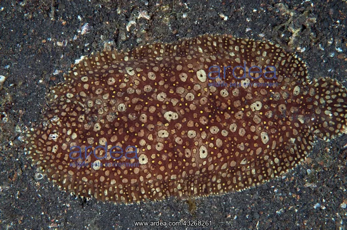 : 80184422 Peacock Sole - on black sand during night : 80184422 Peacock Sole - on black sand during night