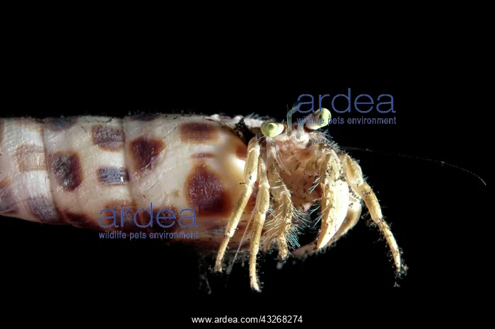 : 80184423 Pale Anemone Hermit Crab - in Auger Shell : 80184423 Pale Anemone Hermit Crab - in Auger Shell
