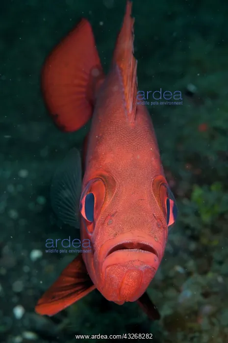 : 80184424 Japanese Bigeye Aer Perang dive site, Lembeh : 80184424 Japanese Bigeye Aer Perang dive site, Lembeh