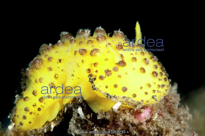 : 80184425 Doris Nudibranch Aer Perang dive site : 80184425 Doris Nudibranch Aer Perang dive site