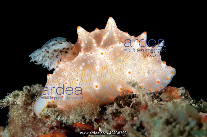 : 80184426 Halgerda Nudibranch Aer Perang dive site : 80184426 Halgerda Nudibranch Aer Perang dive site
