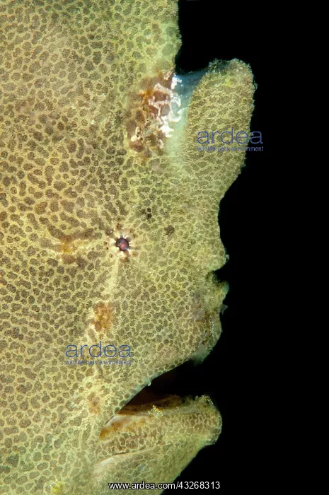 : 80184427 Giant Frogfish Aer Perang dive site, Lembeh : 80184427 Giant Frogfish Aer Perang dive site, Lembeh