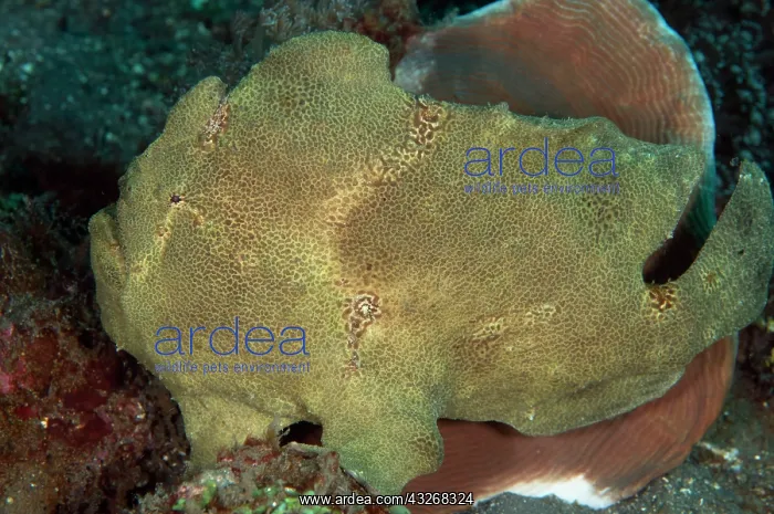 : 80184428 Giant Frogfish Aer Perang dive site, Lembeh : 80184428 Giant Frogfish Aer Perang dive site, Lembeh