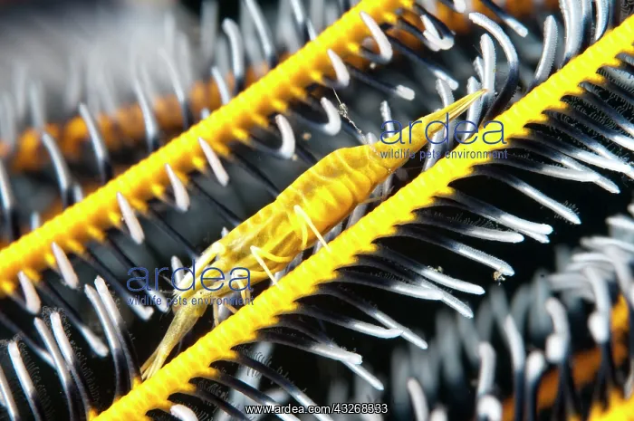 : 80184429 Ambon Crinoid Shrimp - on host crinoid : 80184429 Ambon Crinoid Shrimp - on host crinoid