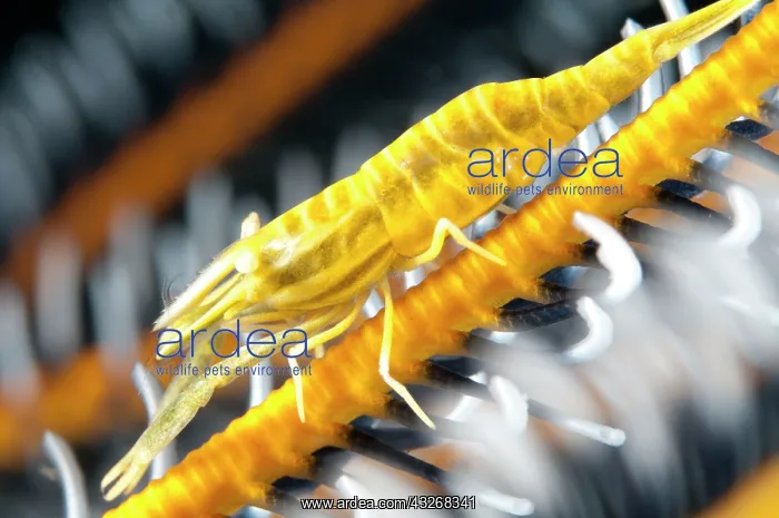 : 80184430 Ambon Crinoid Shrimp - on host crinoid : 80184430 Ambon Crinoid Shrimp - on host crinoid