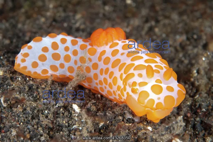  : 80184431 Red Bumpy Gymnodoris Nudibranch - on black