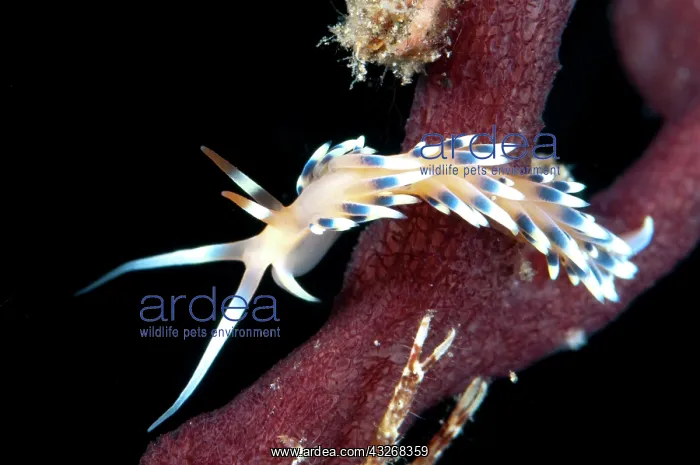: 80184432 Indian Caloria Nudibranch Aer Perang dive : 80184432 Indian Caloria Nudibranch Aer Perang dive