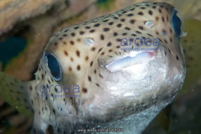 : 80184433 Star Puffer - under Table Coral ledge Tanjung : 80184433 Star Puffer - under Table Coral ledge Tanjung