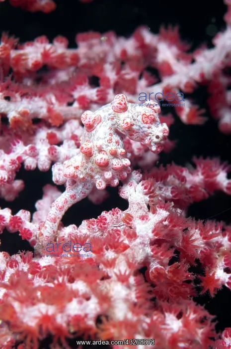 : 80184434 Pygmy Seahorse - on sea fan dive site : 80184434 Pygmy Seahorse - on sea fan dive site
