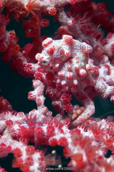 : 80184435 Pygmy Seahorse - on sea fan dive site : 80184435 Pygmy Seahorse - on sea fan dive site