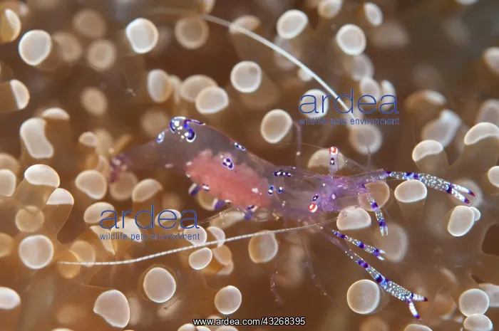: 80184436 Sarasvati Anemone Shrimp - with eggs on : 80184436 Sarasvati Anemone Shrimp - with eggs on