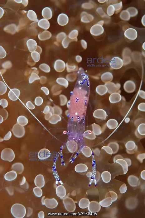 : 80184437 Sarasvati Anemone Shrimp - with eggs on : 80184437 Sarasvati Anemone Shrimp - with eggs on