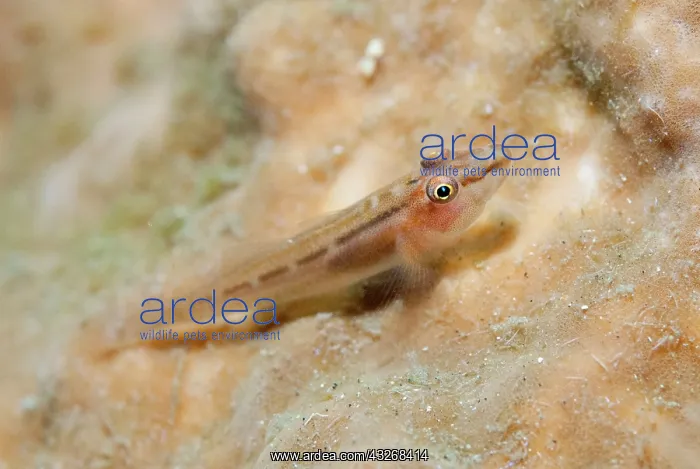 : 80184438 Fan-sponge Ghostgoby - on sponge dive site : 80184438 Fan-sponge Ghostgoby - on sponge dive site