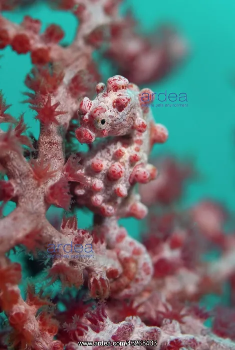 : 80184440 Pygmy Seahorse - on sea fan dive site : 80184440 Pygmy Seahorse - on sea fan dive site
