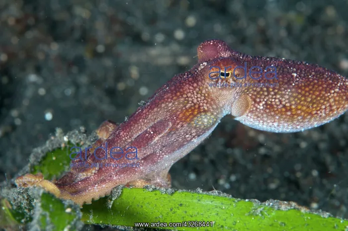 : 80184441 Poison Ocellate Octopus dive site, Lembeh : 80184441 Poison Ocellate Octopus dive site, Lembeh