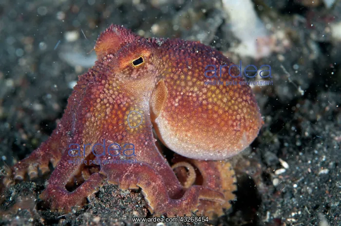 : 80184442 Poison Ocellate Octopus dive site, Lembeh : 80184442 Poison Ocellate Octopus dive site, Lembeh