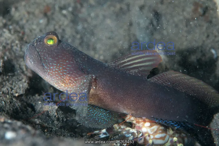 : 80184443 Banded Shrimpgoby - with shrimp at hole : 80184443 Banded Shrimpgoby - with shrimp at hole