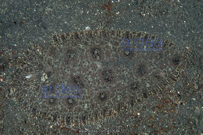 : 80184444 Hartzfeld's Sole - on black sand dive site : 80184444 Hartzfeld's Sole - on black sand dive site