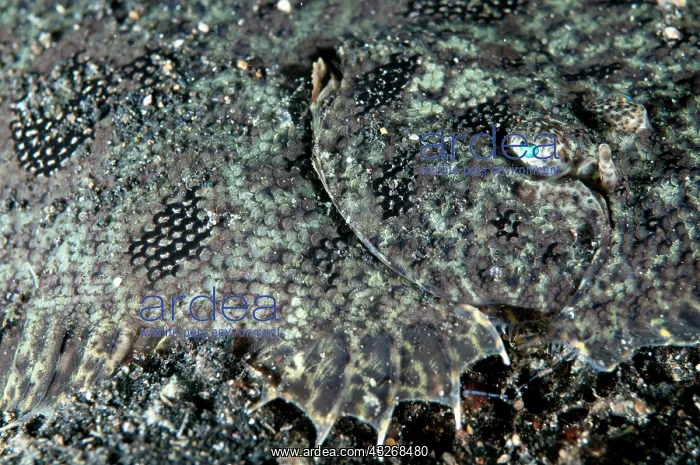 : 80184445 Hartzfeld's Sole - on black sand dive site : 80184445 Hartzfeld's Sole - on black sand dive site