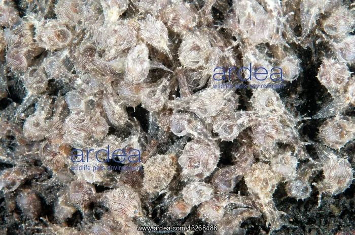 : 80184446 Lined Sea Hares - mass on black sand dive : 80184446 Lined Sea Hares - mass on black sand dive