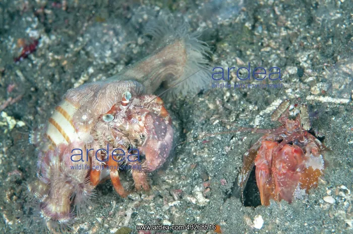: 80184449 Anemone Hermit Crab - with anemones (Calliactis : 80184449 Anemone Hermit Crab - with anemones (Calliactis