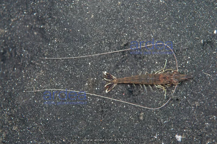 : 80184450 Humpback Prawn - with long antennae on : 80184450 Humpback Prawn - with long antennae on