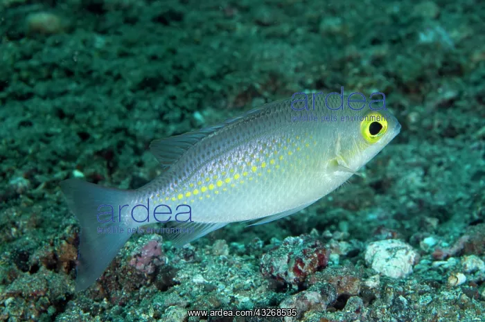 : 80184451 Whitestreak Monocle Bream - on black sand : 80184451 Whitestreak Monocle Bream - on black sand
