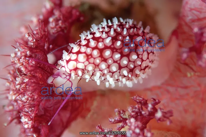 : 80184453 Banded Egg Cowrie - on soft coral dive : 80184453 Banded Egg Cowrie - on soft coral dive