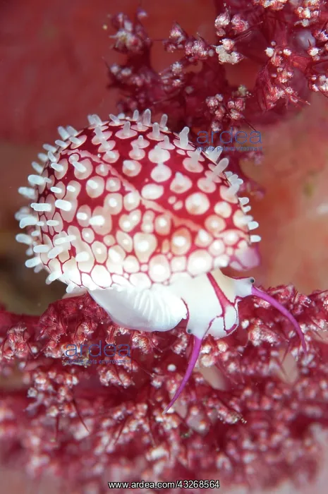 : 80184454 Banded Egg Cowrie - on soft coral dive : 80184454 Banded Egg Cowrie - on soft coral dive