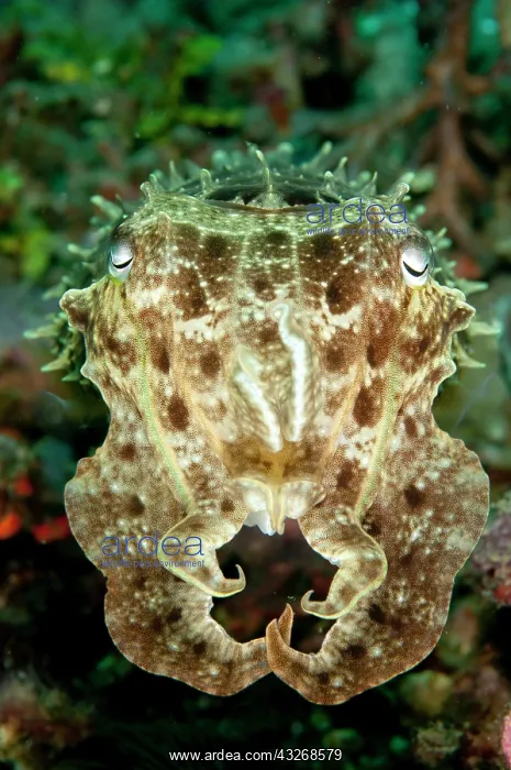 : 80184455 Broadclub Cuttlefish - in defensive position